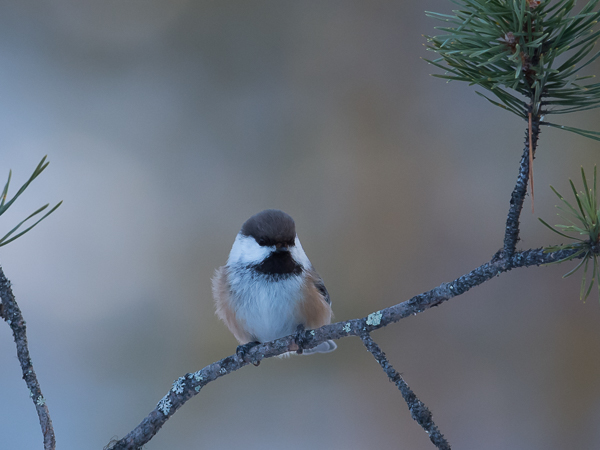 Lapintiainen, Grey-headed Chickadee, Poecile cinctus