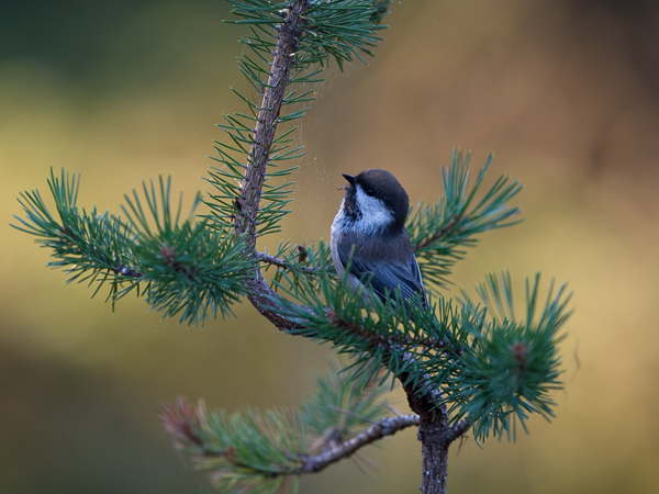 Lapintiainen, Grey-headed Chickadee, Poecile cinctus