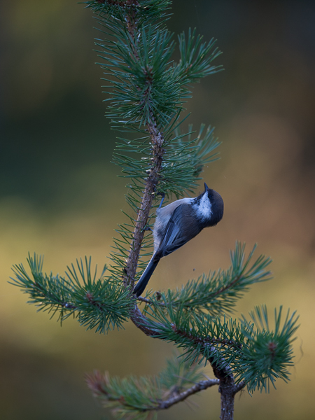 Lapintiainen, Grey-headed Chickadee, Poecile cinctus