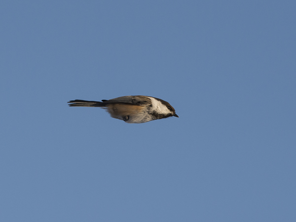 Lapintiainen, Grey-headed Chickadee, Poecile cinctus