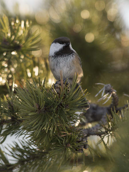 Lapintiainen, Grey-headed Chickadee, Poecile cinctus