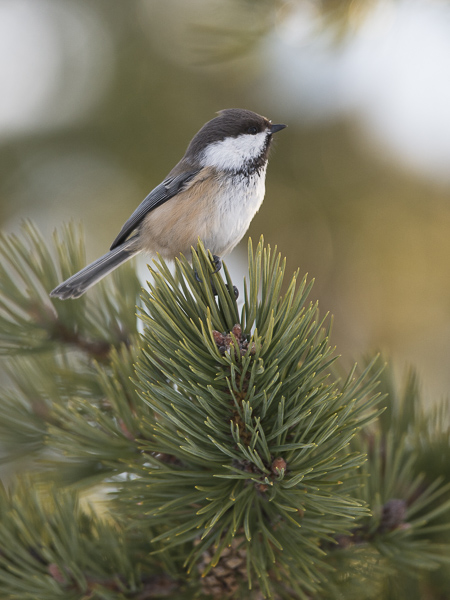 Lapintiainen, Grey-headed Chickadee, Poecile cinctus