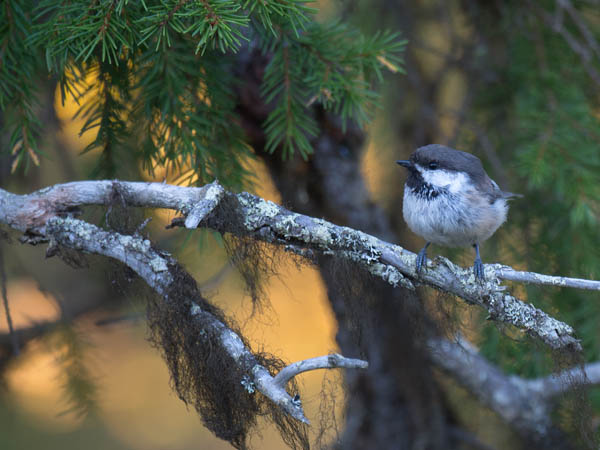 Lapintiainen, Grey-headed Chickadee, Poecile cinctus