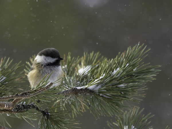 Lapintiainen, Grey-headed Chickadee, Poecile cinctus