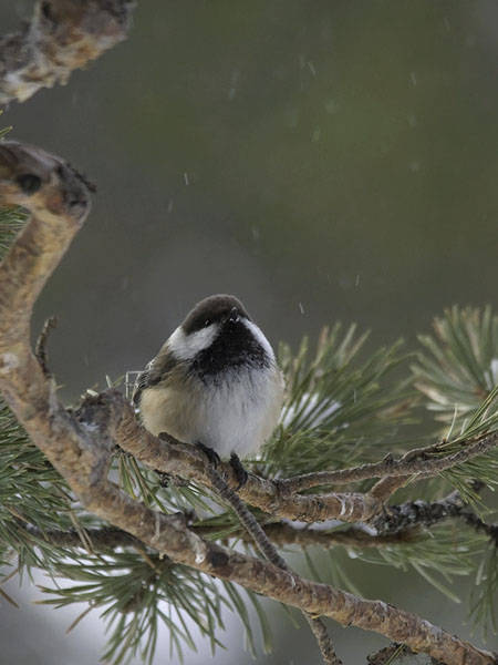 Lapintiainen, Grey-headed Chickadee, Poecile cinctus