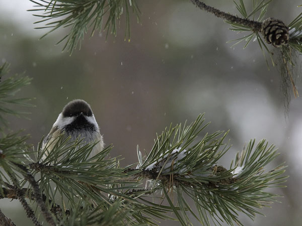 Lapintiainen, Grey-headed Chickadee, Poecile cinctus