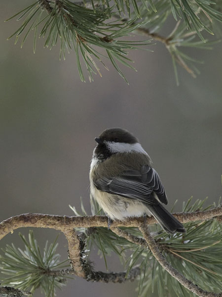 Lapintiainen, Grey-headed Chickadee, Poecile cinctus