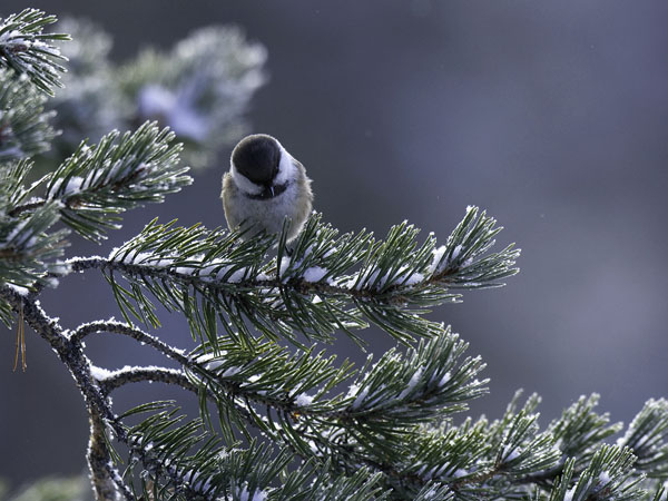 Lapintiainen, Grey-headed Chickadee, Poecile cinctus