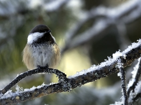 Lapintiainen, Grey-headed Chickadee, Poecile cinctus