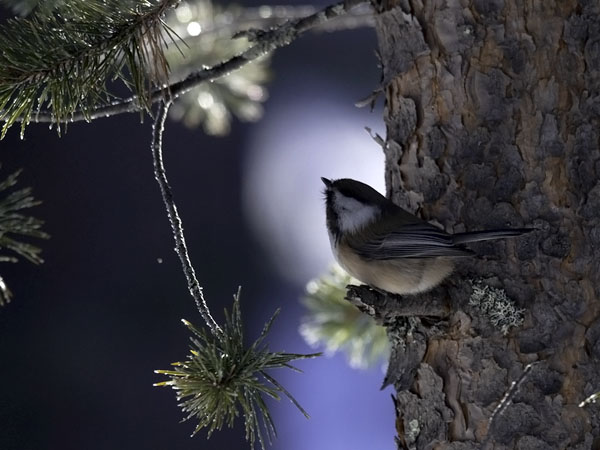 Lapintiainen, Grey-headed Chickadee, Poecile cinctus