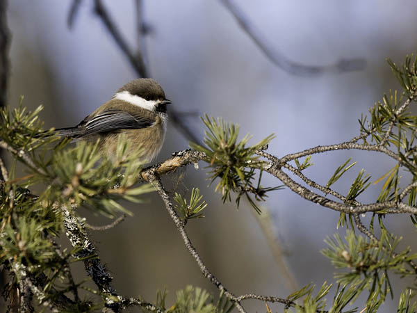 Lapintiainen, Grey-headed Chickadee, Poecile cinctus