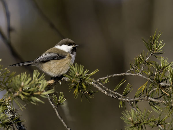 Lapintiainen, Grey-headed Chickadee, Poecile cinctus
