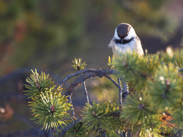 Lapintiainen, Grey-headed Chickadee, Poecile cinctus