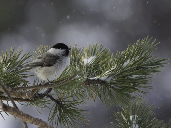 Hömötiainen, Willow Tit, Poecile montanus