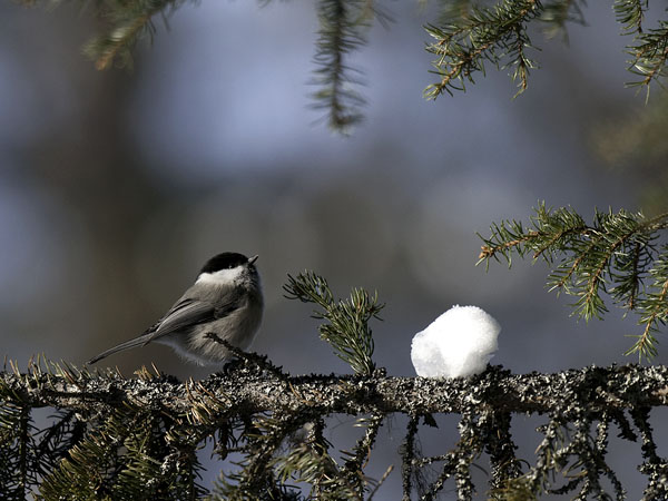 Hömötiainen, Willow Tit, Poecile montanus