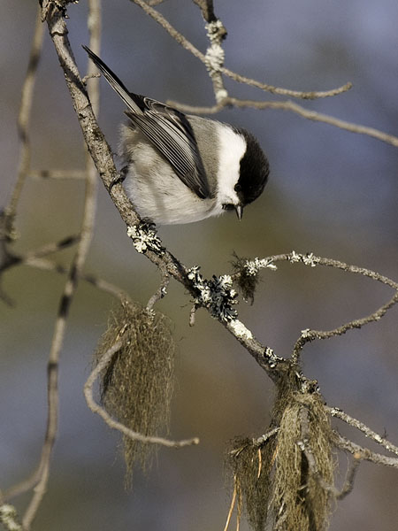 Hömötiainen, Willow Tit, Poecile montanus