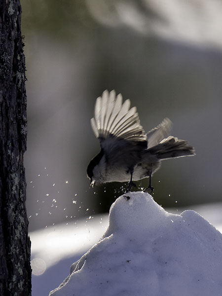 Hömötiainen, Willow Tit, Poecile montanus