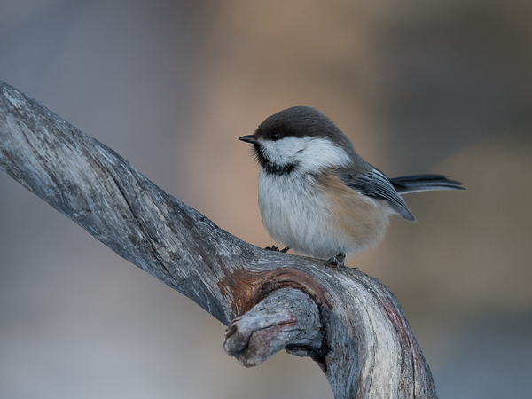 Lapintiainen, Grey-headed Chickadee, Poecile cinctus