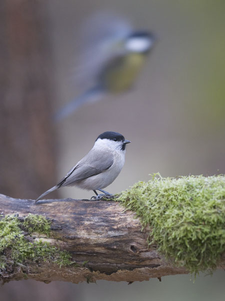 Viitatiainen, Marsh Tit, Poecile palustris