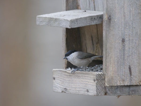 Viitatiainen, Marsh Tit, Poecile palustris