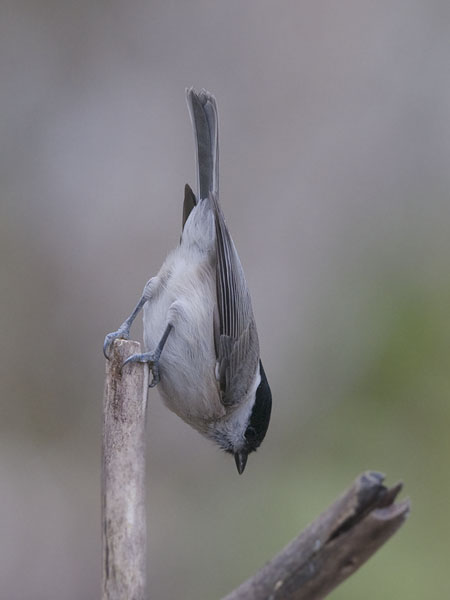 Viitatiainen, Marsh Tit, Poecile palustris