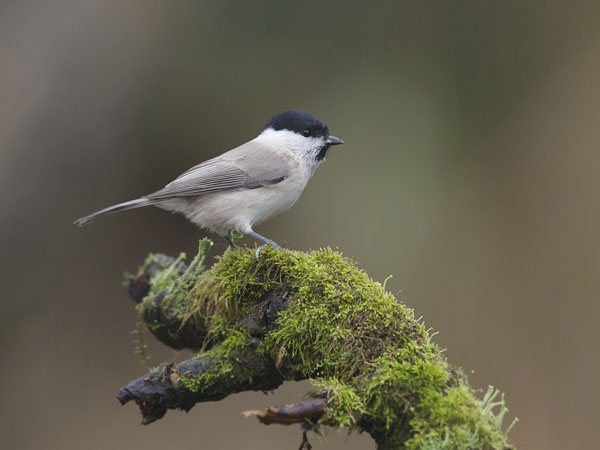 Viitatiainen, Marsh Tit, Poecile palustris