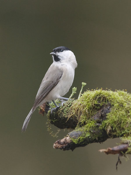 Viitatiainen, Marsh Tit, Poecile palustris