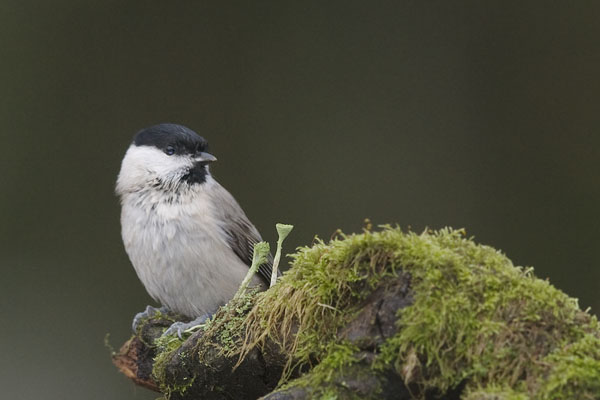 Viitatiainen, Marsh Tit, Poecile palustris