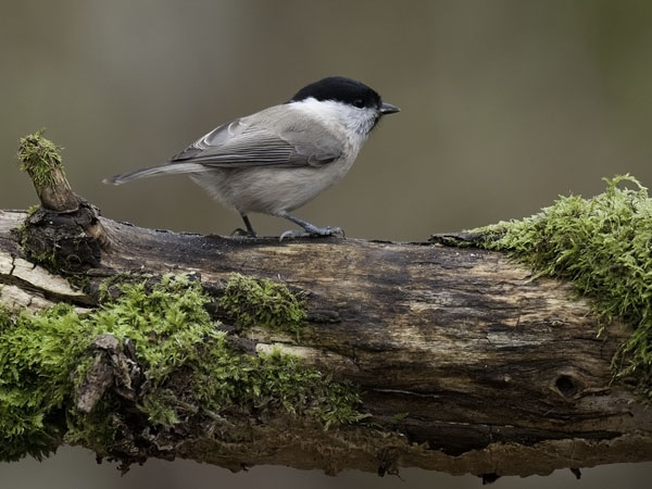 Viitatiainen, Marsh Tit, Poecile palustris