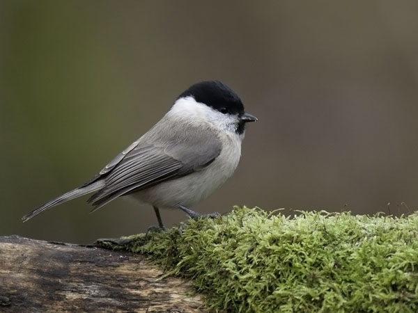 Viitatiainen, Marsh Tit, Poecile palustris