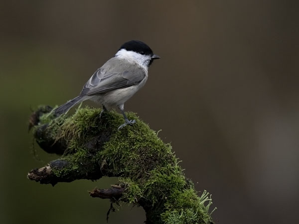 Viitatiainen, Marsh Tit, Poecile palustris