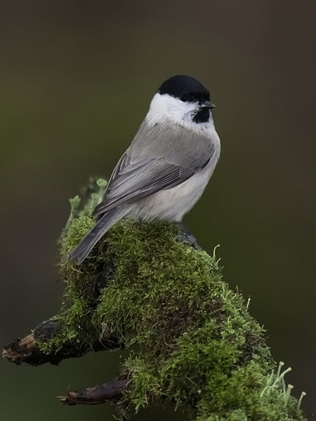 Viitatiainen, Marsh Tit, Poecile palustris