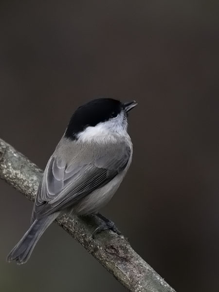 Viitatiainen, Marsh Tit, Poecile palustris