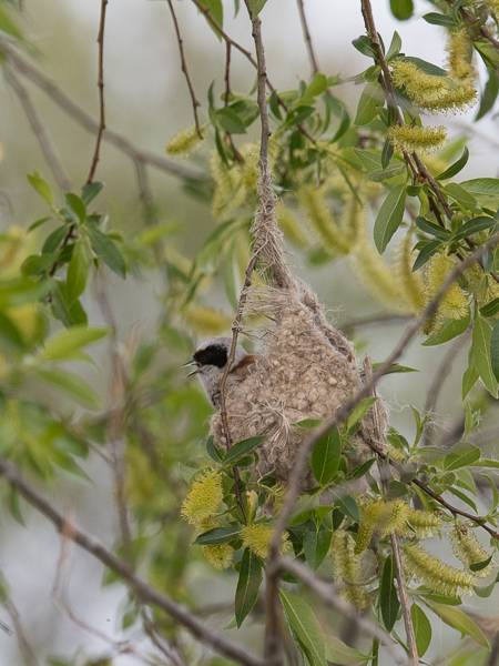 Pussitiainen, Eurasian Penduline Tit, Remiz pendulinus