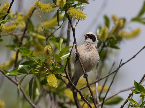 Pussitiainen, Eurasian Penduline Tit, Remiz pendulinus