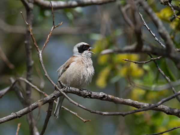 Pussitiainen, Eurasian Penduline Tit, Remiz pendulinus