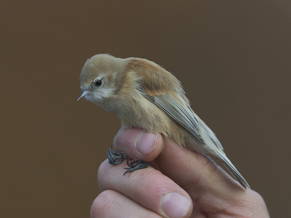 Pussitiainen, Eurasian Penduline Tit, Remiz pendulinus