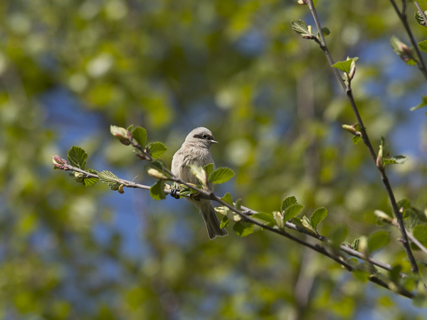 Pussitiainen, Eurasian Penduline Tit, Remiz pendulinus
