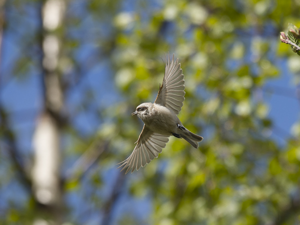 Pussitiainen, Eurasian Penduline Tit, Remiz pendulinus