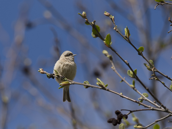 Pussitiainen, Eurasian Penduline Tit, Remiz pendulinus