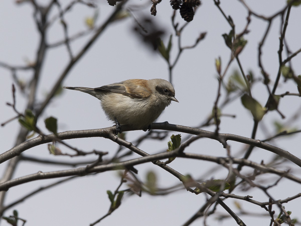 Pussitiainen, Eurasian Penduline Tit, Remiz pendulinus