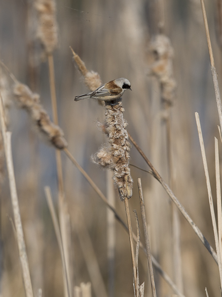 Pussitiainen, Eurasian Penduline Tit, Remiz pendulinus