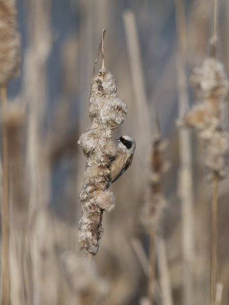 Pussitiainen, Eurasian Penduline Tit, Remiz pendulinus