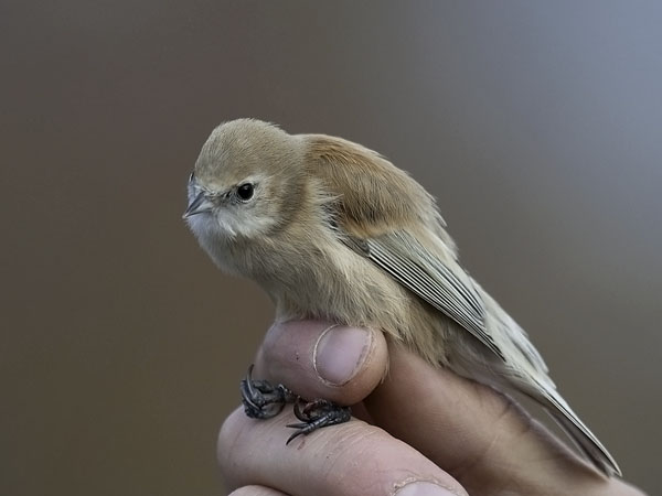 Pussitiainen, Eurasian Penduline Tit, Remiz pendulinus