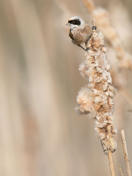 Pussitiainen, Eurasian Penduline Tit, Remiz pendulinus
