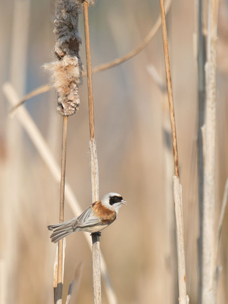 Pussitiainen, Eurasian Penduline Tit, Remiz pendulinus