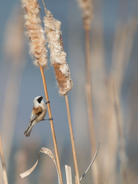Pussitiainen, Eurasian Penduline Tit, Remiz pendulinus