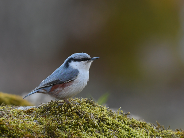 Pähkinänakkeli, Eurasian Nuthatch, Sitta europaea