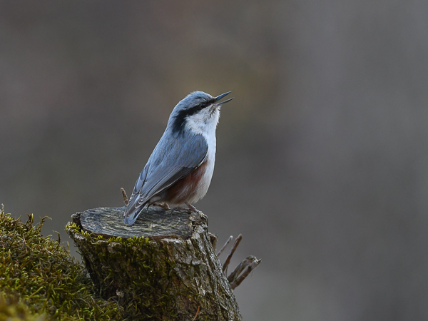 Pähkinänakkeli, Eurasian Nuthatch, Sitta europaea