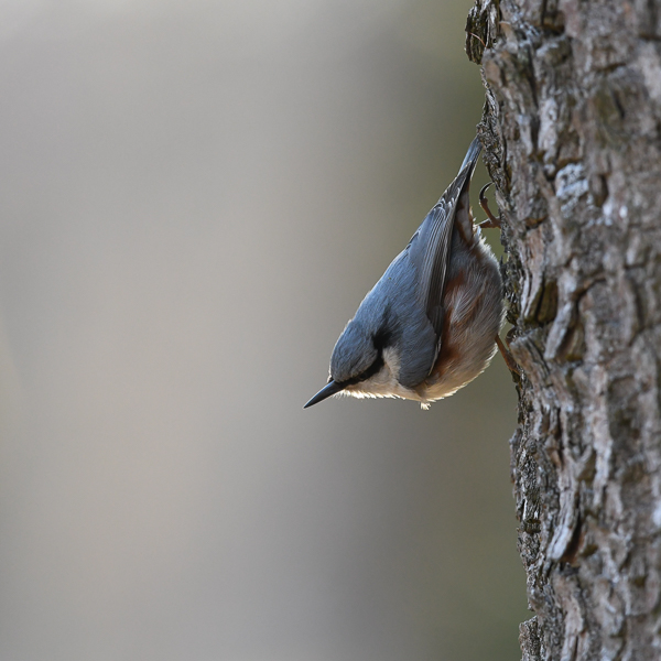 Pähkinänakkeli, Eurasian Nuthatch, Sitta europaea